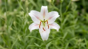White Oriental lily flower in full bloom with pink streaks and orange stamens, photographed for a lily flower care guide
