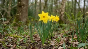 Yellow daffodil flowers growing in a woodland garden with green leaves and soft spring light