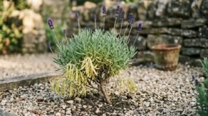 how to grow and care for lavender common problems with yellowing lower leaves