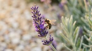 lavender flower types of flowers with a honeybee on a violet bloom spike