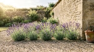 lavender plant care in full sun against a south-facing garden wall